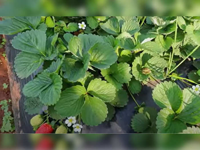 strawberry farming