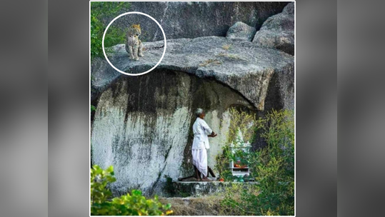 पूजा करताना मंदिरात आला बिबट्या, पुढे जे घडलं ते पाहून डोळ्यांवर बसणार नाही विश्वास