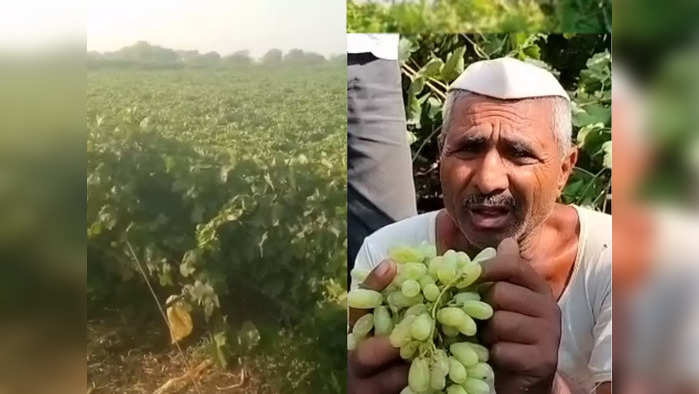 अवकाळी पावसाचा सोलापूर जिल्ह्याला जबर फटका; अक्कलकोट, पंढरपूरमध्ये फळबागा उद्ध्वस्त