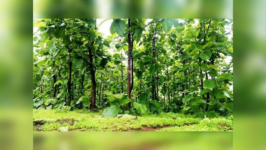 World Forest Day : जगात वापरल्या जातात ५० हजार वनौषधी; जंगले वाहतात आरोग्याची काळजी