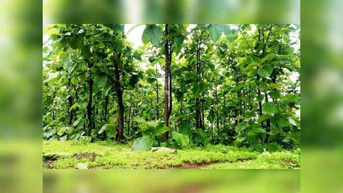 World Forest Day : जगात वापरल्या जातात ५० हजार वनौषधी; जंगले वाहतात आरोग्याची काळजी