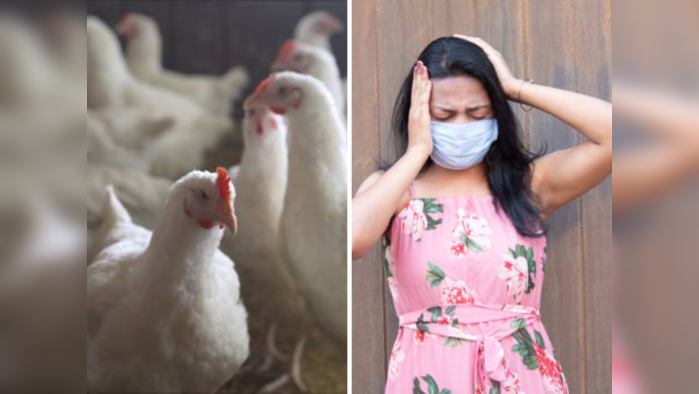 Bird Flu Outbreak: बर्ड फ्लू ची कारणे, लक्षणे आणि उपाय