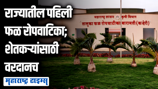 राज्याची पहिली अत्याधुनिक फळ रोपवाटिका बारामतीत; ५ हजारांहून अधिक मातृवृक्ष अन् १ लाखांहून अधिक कलमं