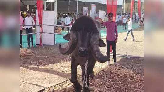 अबब..! १२ कोटींचा रेडा, वीर्यातून ८० लाखांचं उत्पन्न, त्याला पाहण्यासाठी शिर्डीत गर्दी...