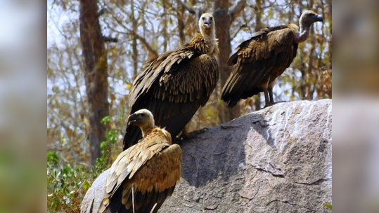 सॅटेलाईटद्वारे गिधाडांच्या प्रत्येक हालचालींवर नजर; 'स्वच्छतादूतां'च्या जीवनशैलीचाही अभ्यास