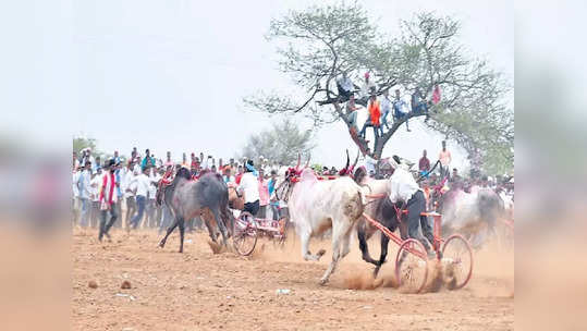 लेकाच्या गाडीवरुन शर्यत पाहायला आले, बैलगाडीची धडक बसली, नको तेच घडलं, एकाचा मृत्यू