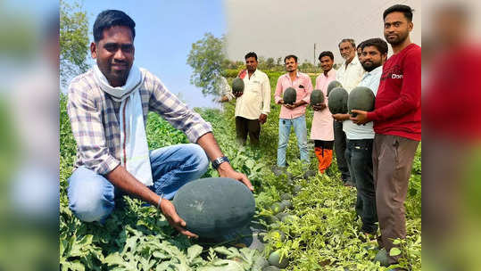 युवा शेतकरी पहिल्या प्रयोगात यशस्वी, दोन महिने केलेल्या कष्टाचं चीज झालं, टरबूज शेतीतून ७ लाख कमावले