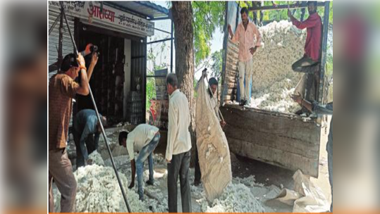 कापूस उत्पादक संकटात; मिळेल त्या भावात कापूस विक्रीची आली वेळ