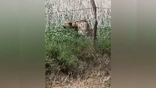 चित्ता पोहोचला गावाजवळ, शेतात भटकत असल्याचा दावा; कुनो उद्यानात आणण्याचे प्रयत्न सुरू