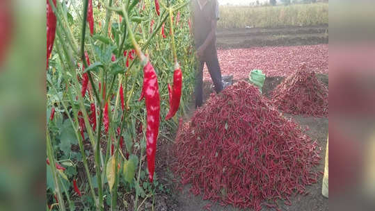 लाल मिरचीमुळं शेतकऱ्यांना अच्छे दिन, बाजारात विक्रमी दर, एक निर्णय ठरला गेमचेंजर, आता व्यापारीच थेट गावात..