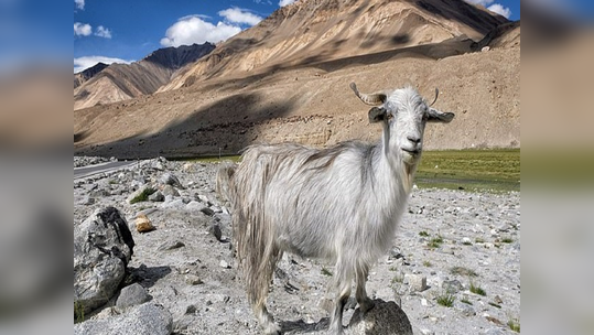 लोकर उत्पादनासाठी जनुकीय संपादन