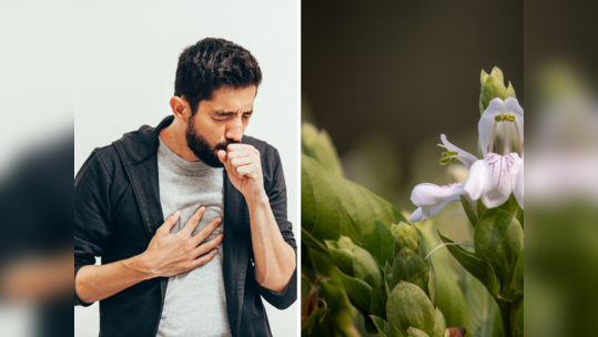 Cough Home Remedy नैसर्गिक कफ सिरफ आहे या पानांचा रस, आजीच्या बटव्यातील हा उपाय मुळापासून उपटेल सुका-ओला खोकला