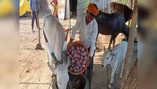 सगळं कुटुंब राबलं पण मार्केट पडलं, वांगी विक्रीवेळी दर घसरले, अखेर शेतकऱ्यानं टोकाचं पाऊल उचललं