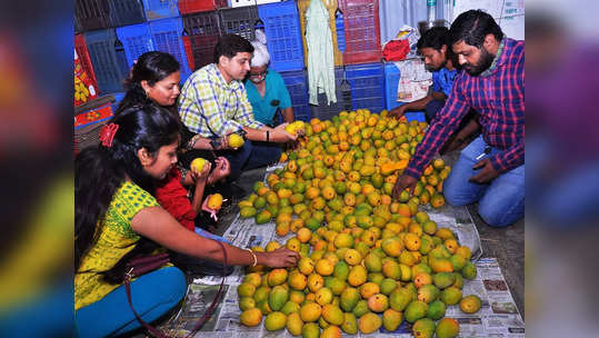 रत्नागिरीत अवकाळी नसल्याने हापूस सामान्यांच्या अवाक्यात, एक पेटी आंब्याचा दर काय?