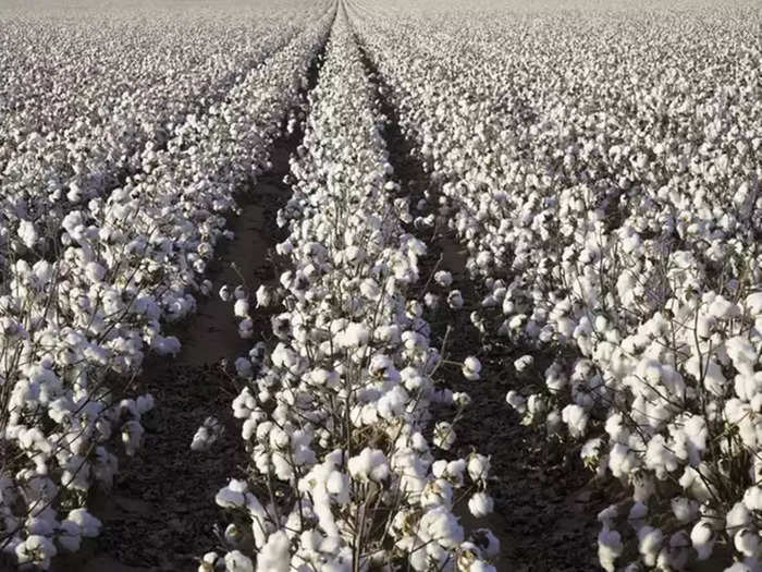 Cotton Production: ফাইল ফটো