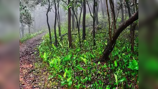 पांजरापोळबाबत १५ दिवसांत अहवाल द्या; जिल्हाधिकाऱ्यांचे यंत्रणांना आदेश