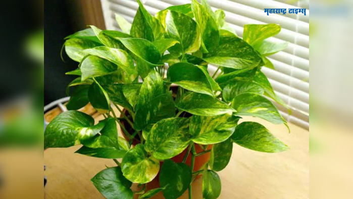 Vastu Tips Where To Place Money Plant At Home As Per Vastu For Career 