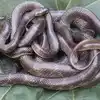 Snakes In Hospital,సర్జికల్ వార్డులో 10 పాము పిల్లలు.. అమ్మ బాబోయ్ ...