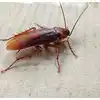 Get Rid Of Cockroaches,ఇవి వాడితే ఇంట్లో ఏ మూలన బొద్దింకలున్నా మాయం ...