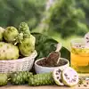 Noni Fruit: ఈ పండుతో చేసిన జ్యూస్‌ తాగితే.. అర్థరైటిస్‌ నొప్పులు ...