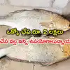 Kachidi Fish Price,AP: 2 చేపలకు రూ. 4 లక్షలు.. వాటికి ఎందుకంత ధర ...