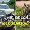 Tiger Attacked Car In Nellore,హైవేపై ఝుమ్మని వెళ్తున్న కారు ...