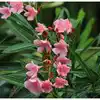 Bad Luck Plants,ఇంట్లో గన్నేరు చెట్లు పెంచడం మంచిదేనా.. - what indoor ...