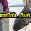 Devil Fish,గిరిజనుడి వలకు చిక్కిన 'దెయ్యం చేప'.. భయపడిపోతున్న ...