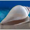 Conch Blowing Benefits,Conch Blowing : శంఖాన్ని ఊదితే గుండె సమస్యలు ...