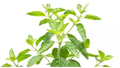astragalus plant 27 Seeds| Huang Qi - Astragalus membranaceus
