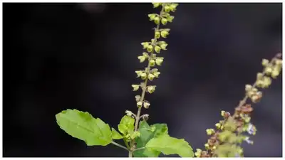 Tulasi Chettu Labhalu,Basil Plant :     ..  - benefits of growing basil plant in home - Samayam Telugu