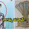 Snake In Naga Devatha,పెద్దపల్లి: నాగదేవతపై నాగుపాము.. అంతా అమ్మ మహిమే ...