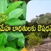 Gurmar Tree In Bihar Gaya,Diabetes: షుగర్ వ్యాధి ఉన్నవారికి గుడ్‌న్యూస్ ...