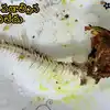 చేప ముల్లు గొంతులో గుచ్చుకుంటే చిట్కాలు,Fish Thorn: చేప ముల్లు గొంతులో ...