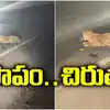 Leopard Injured in Car Accident on Nizamabad NH 44: రోడ్డుపై చిరుత ...