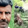 Man Catches Leopard,తోక జాడిస్తే పులి తోకనైనా పట్టుకుని బుద్ధి చెబుతా ...