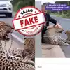 Man Saves Injured Leopard,చిరుత మెడ చుట్టూ ఫెన్సింగ్ వైర్.. కత్తిరించి ...