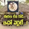 Eluru Featherless Hen,ఇదేటి బాబాయ్ ఈ కోడి ఇలా ఉంది.. స్విమ్ సూట్ ...