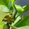 Gardening Tips,మొక్కల్ని పట్టి నాశనం చేస్తున్న పురుగు, చీడను వదిలించే ...
