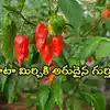 Warangal Chapata Chilli Gi Tag,వరంగల్‌ చపాటా మిర్చికి భౌగోళిక గుర్తింపు ...