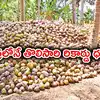 Coconut Price,ఆ రైతులకు పండగే.. చరిత్రలోనే తొలిసారి రికార్డు ధర.. ఏకంగా ...