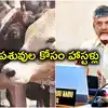 ఏపీ సీఎం వినూత్న నిర్ణయం.. పశువుల కోసం హస్టళ్లు
