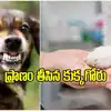 కుక్కగోరు గుచ్చుకొని యువకుడు మృతి.. వామ్మో అంత డేంజరా? ఇలాంటి పని చేయకండి