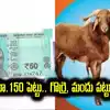 దసరా పండక్కి ఒక్క రోజు ముందు.. కేవలం రూ.150లకు 15 కేజీల గొర్రెపోతు..!