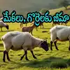 గొర్రెలు, మేకలకు బీమా ఉందని తెలుసా.. జస్ట్ రూ.36 చెల్లిస్తే చాలు, పూర్తి వివరాలివే