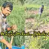 20 సెంట్ల భూమిలో 20 పంటలు సాగు.. రూ.2,500 పెట్టుబడితో ప్రతి నెలా లాభాలు.. ఈ రైతు ఆలోచనకు హ్యాట్సాఫ్