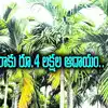 రైతుకు లాభాల పంట.. ఒక్కసారి నాటితే.. వందేళ్లు దిగుబడి.. ఎకరాకు రూ.4 లక్షల వరకు ఆదాయం