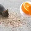 How to use orange peel to get rid of rats naturally : ఆరెంజ్ తొక్క ఉంటే ...