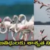 పులికాట్ సరస్సుకు మహర్దశ.. ఫ్లెమింగో పక్షుల కోసం శాశ్వత నివాసం.. ఏడాదంతా ఇక్కడే..