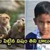 కోతులను చంపేందుకు పెట్టిన విషాహారం తిని.. 4 ఏళ్ల బాలుడు మృతి